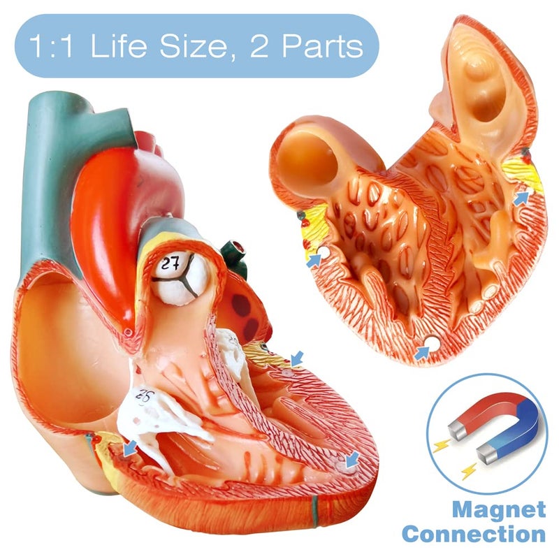 EVOTECH SCIENTIFIC Human Heart Model for Anatomy - 2-Part Life Size Medical Heart for Classroom and Cardiology Study - Image 3
